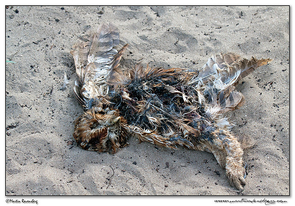 A dead Tawny Owl (Bosuil) at the Amsterdamse Waterleiding Duinen Nature Reserve
