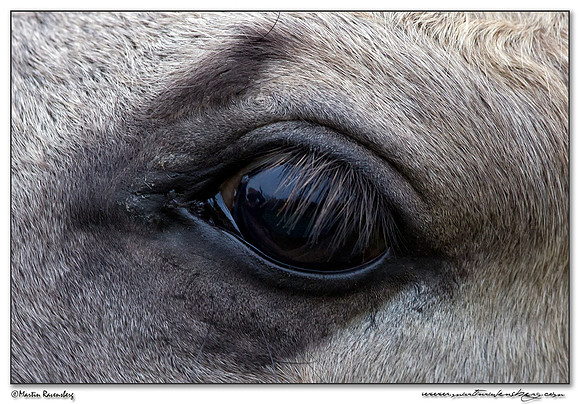 Konikhorse (Konikpaard) at the Oostvaardersplassen - De Krakeend Hut