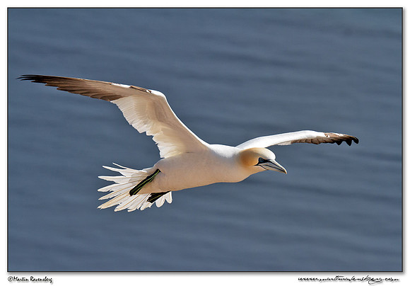 Northern Gannet (Jan-van-Gent) at Heligoland (Helgoland) - Germany
