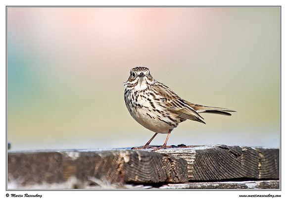 Meadow Pipit (Graspieper) at the island Terschelling in the Wadden Sea