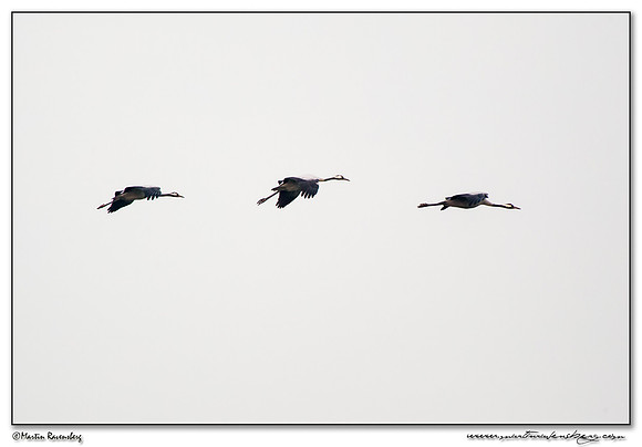 Common Crane (Kraanvogel) near Linum and surrounding areas