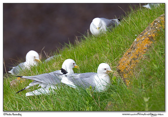 Kittiwake (Drieteenmeeuw) at Heligoland (Helgoland) - Germany