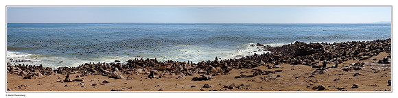 A colony of Cape Fur Seals at Cape Cross
