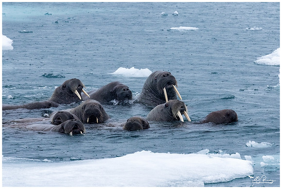Walrus at Torellneset at the south west coast of the Nordaustlandet Island.