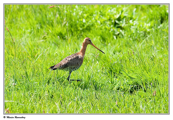 Black-tailed Godwit (Grutto) near Hazerswoude in the meadow birds reserve De Wilck