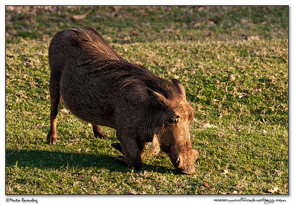 Warthog (Wrattenzwijn) at the Pilanesberg National Park
