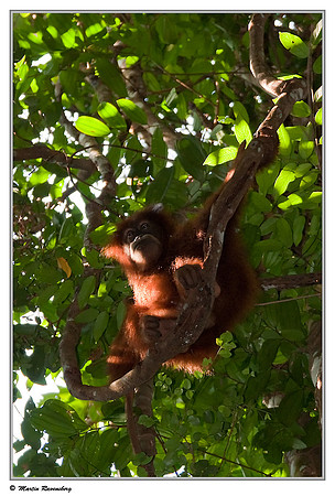 Sumatran Orang-Utan in the Gunung Leuser National Park at Bukit Lawang