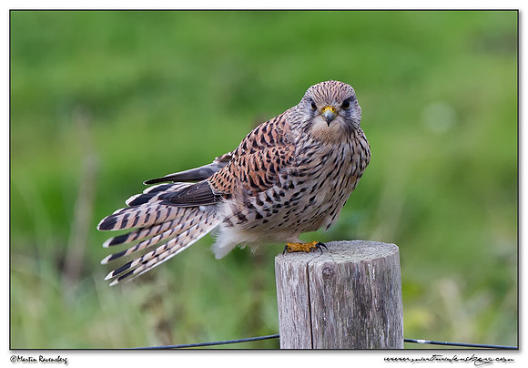 Common Kestrel (Torenvalk) at the Plompe Toren near Koudekerke at Schouwen-Duiveland