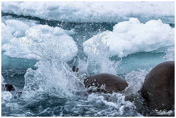 Walrus at Torellneset at the south west coast of the Nordaustlandet Island.