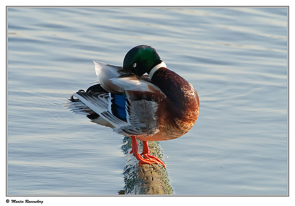 Mallard (Wilde Eend) at the Starrevaart lake near Stompwijk