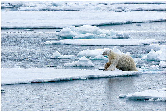 Polar Bear (IJsbeer) at Vibebukta, at the south west coast of the Nordaustlandet Island.