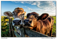 Cows