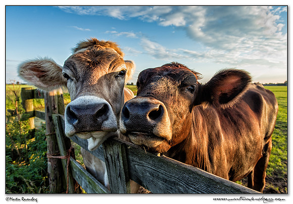 Cows near Hazerswoude