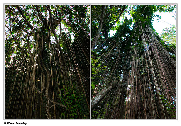 Stranger Fig roots in the Gunung Leuser National Park at Bukit Lawang