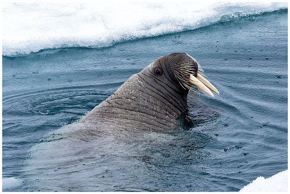 Walrus at Torellneset at the south west coast of the Nordaustlandet Island.