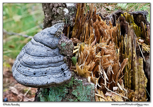 Tinder Bracket / Echte Tonderzwam (Fomes fomentarius) at the Hoge Veluwe National Park