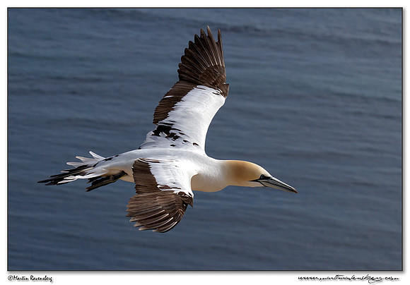 Northern Gannet (Jan-van-Gent) at Heligoland (Helgoland) - Germany