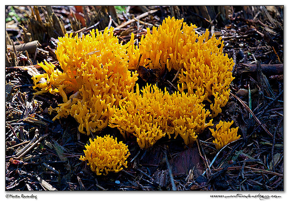 Yellow Staghorn / Kleverig Koraalzwammetje (Calocera viscosa) at the Hoge Veluwe National Park