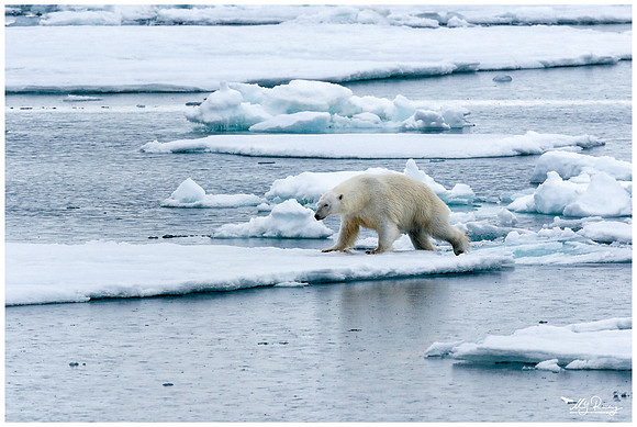 Polar Bear (IJsbeer) at Vibebukta, at the south west coast of the Nordaustlandet Island.