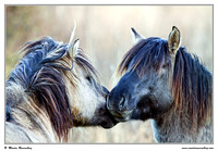 Horses