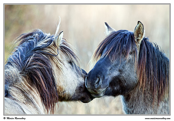 Konikhorses (Konikpaard) at the Oostvaardersplassen - De Poelruiter Vogelkijkhut