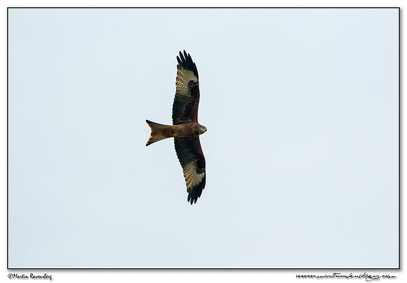 Red Kite (Rode Wouw) near Linum and surrounding areas