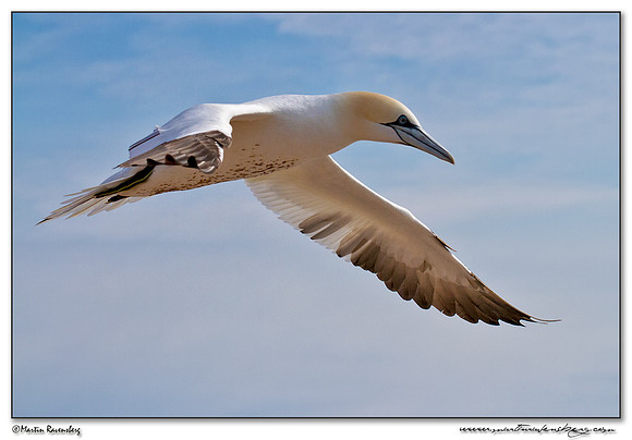 Northern Gannet (Jan-van-Gent) at Heligoland (Helgoland) - Germany