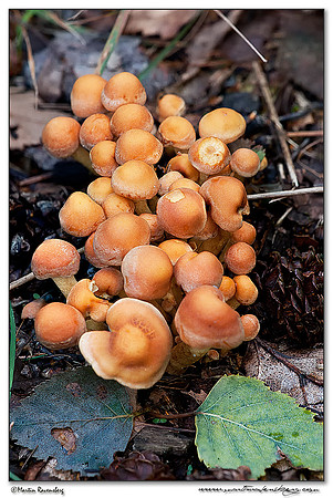 Conifer Tuft / Dennenzwavelkop (Psilocybe capnoides) at the Hoge Veluwe National Park