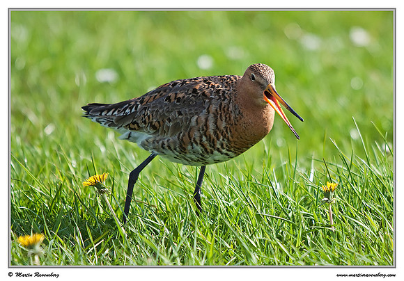 Black-tailed Godwit (Grutto) at the island Terschelling in the Wadden Sea