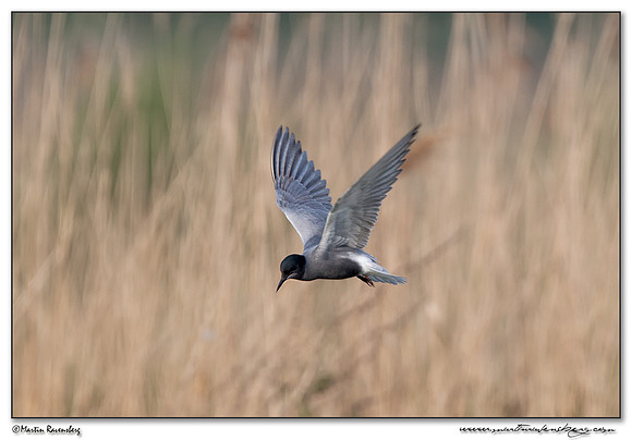 Black Tern (Zwarte Stern) at the Groene Jonker nature area near Nieuwkoop
