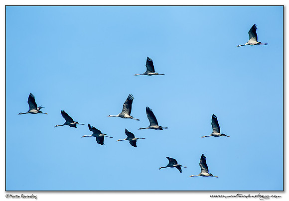 Common Crane (Kraanvogel) near Linum and surrounding areas