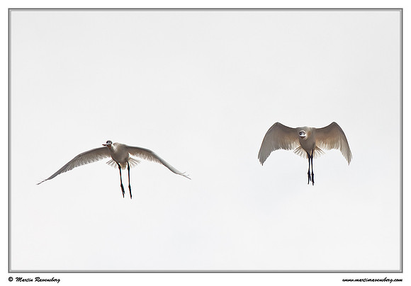 Eurasian Spoonbill or Common Spoonbill (Lepelaar) at the island Terschelling in the Wadden Sea