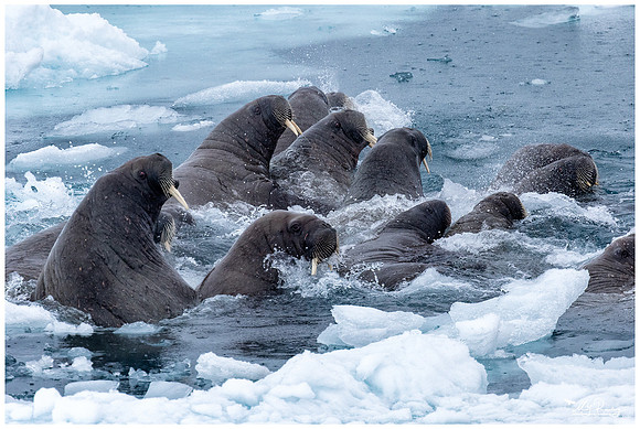 Walrus at Torellneset at the south west coast of the Nordaustlandet Island.