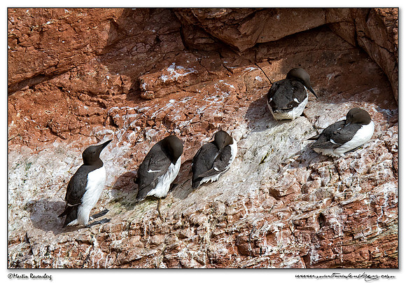 Common Murre (Zeekoet) at Heligoland (Helgoland) - Germany