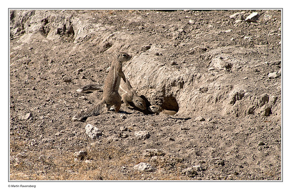 Ground Squirrels in Etosha National Park
