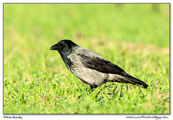 Hooded Crow (Bonte Kraai) near Linum and surrounding areas