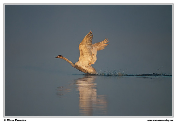 Mute Swan (Knobbelzwaan) at the Groene Jonker nature area near Nieuwkoop