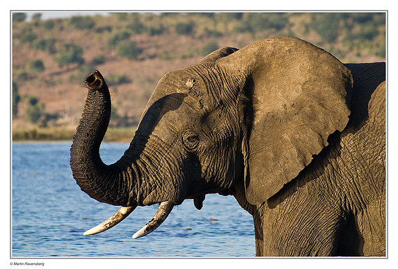 Savanna Elephant