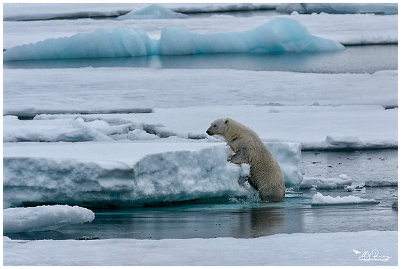 Polar Bear (IJsbeer) at Vibebukta, at the south west coast of the Nordaustlandet Island.