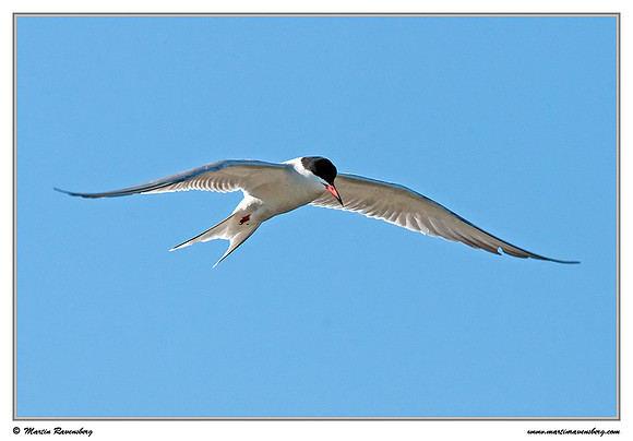 Common Tern (Visdiefje) near Hazerswoude, Spookverlaat