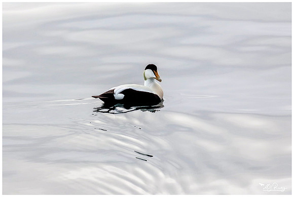 Common Eider (Eidereend) near Moffen Island.