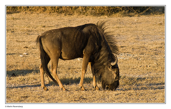 Blue Wildebeest in Etosha National Park