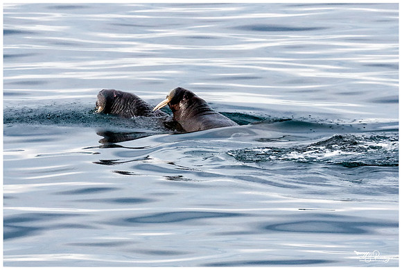 Walrus near Moffen Island.