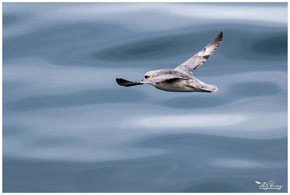 Northern Fulmar (Noordse Stormvogel)  near Moffen Island.