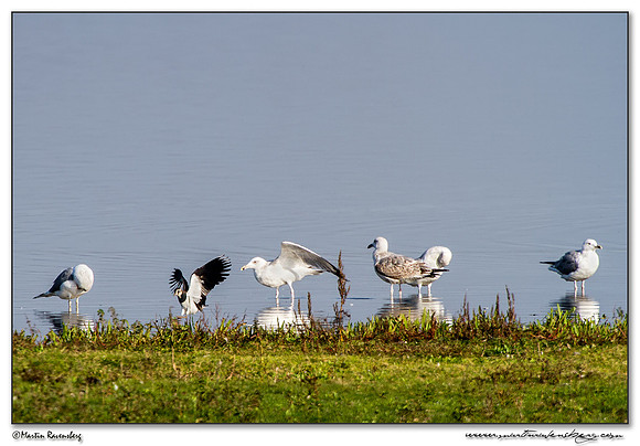 Caspian Gull (Pontische Meeuw) near Linum and surrounding areas
