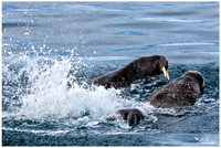 Spitsbergen - Walrus