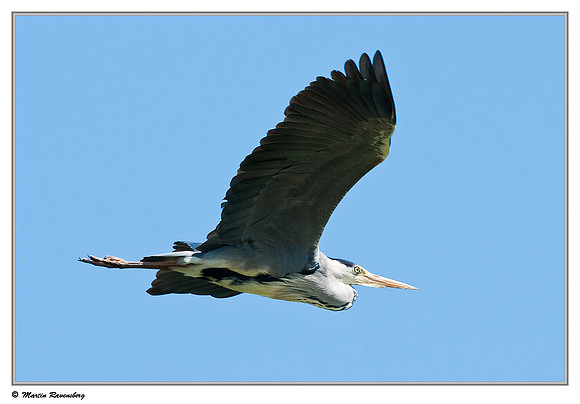 Grey Heron (Blauwe Reiger) at the Stolwijkse Boezem near Gouderak