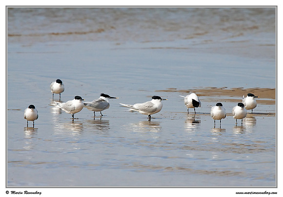 Sandwich Tern (Grote Stern) at the island Terschelling in the Wadden Sea