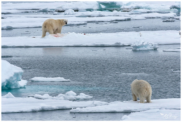 Polar Bear (IJsbeer) at Vibebukta, at the south west coast of the Nordaustlandet Island.