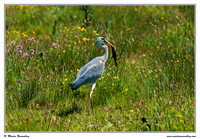 Herons & Egrets